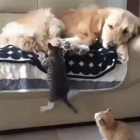 ket.gif