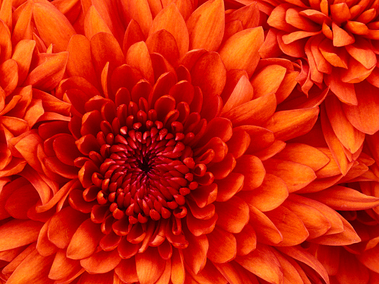 Chrysanthemum-ezgif.com-resize.jpg