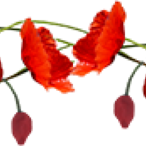 gentils-coquelicots
