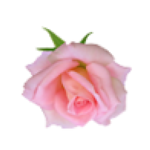 159512911_159512903_Bez_imeni1