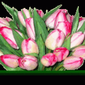 www_tvn_hu_b086b80efd0093d523730be5f14b9ef1