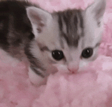 1000045623.gif
