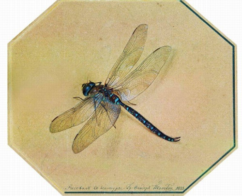 tolstoyu-011.jpg