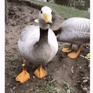 gif-19072019-010.gif