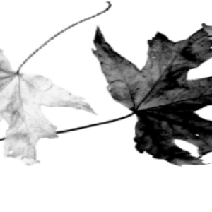 164916803_555