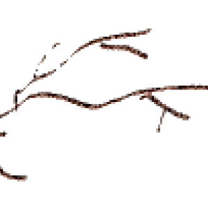 unnamed-1