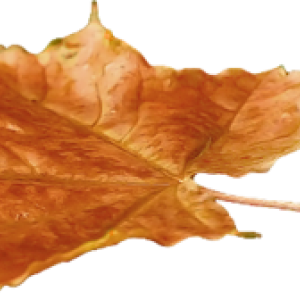 142493953_r17