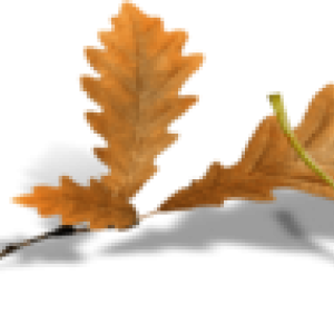 oie-transparent-6